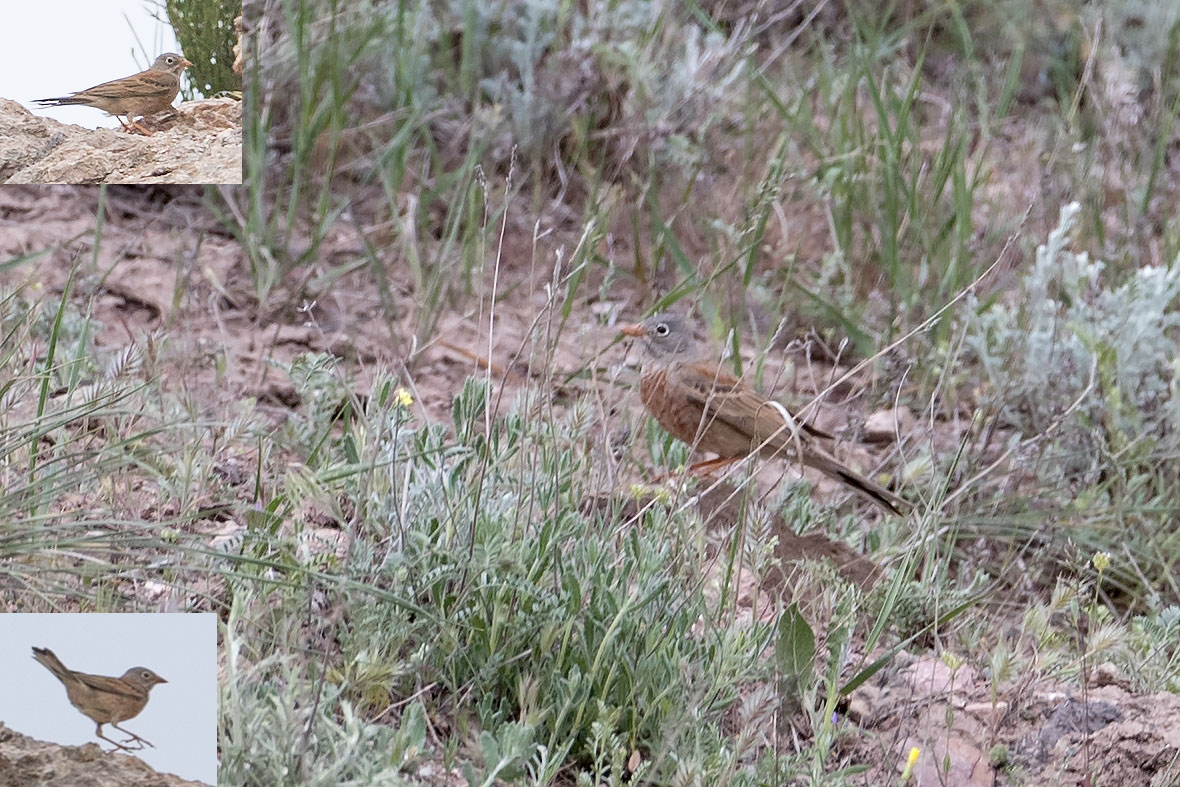 Gray-necked Bunting — Ana fotoğraf